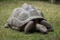 Aldabra giant tortoise (Aldabrachelys gigantea).