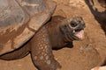 Close-up of the giant turtle with the opened mouth