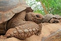 Aldabra giant tortoises Royalty Free Stock Photo