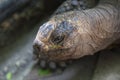 Aldabra giant turtle   Aldabrachelys gigantea Royalty Free Stock Photo