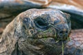 Aldabra Seychelles giant tortoise