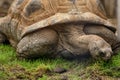 Aldabra Seychelles giant tortoise