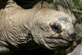 Aldabra Tortoise. Royalty Free Stock Photo