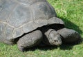 Aldabra Tortoise Royalty Free Stock Photo