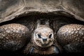 Aldabra Tortoise Royalty Free Stock Photo