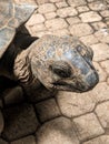 Aldabra tortoise closeup on Ile Moyenne, Seychelles Royalty Free Stock Photo