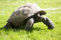 Aldabra Tortoise, Dipsochelys dussumieri, grazing on grass Royalty Free Stock Photo