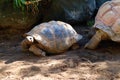Aldabra Tortoise (Geochelone gigantea), is a species of tortoise in the family Testudinidae Royalty Free Stock Photo