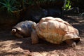 Aldabra Tortoise (Geochelone gigantea), is a species of tortoise in the family Testudinidae Royalty Free Stock Photo