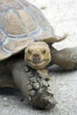 Aldabra Tortoise looking at you Royalty Free Stock Photo