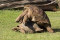 Aldabra Tortoises Royalty Free Stock Photo