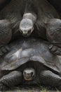 Aldabra Tortoises Mating Close Up. Royalty Free Stock Photo