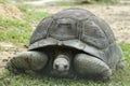 Aldabrah Tortoise, 2nd largest in the world