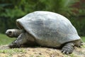 Aldabrah Tortoise, 2nd largest in the world