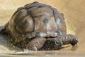 Aldabran Giant Tortoise Geochelone gigantea Royalty Free Stock Photo