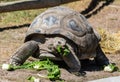 Aldabran Giant Tortoise Geochelone gigantea Royalty Free Stock Photo