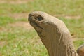 Aldabran tortoise Royalty Free Stock Photo