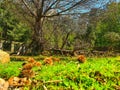 Aldeia Covas do Monte - Portugal