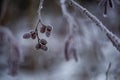 Alder (Alnus) branch with frosty cones and catkins on a natural blurred background.