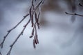 Alder ( Alnus ) branches with frosty catkins on a natural blurred background.