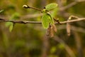 Alder branch with buds, young leaves and earrings