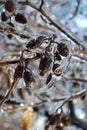 Alder branches after freezing rain