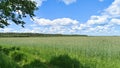 Alder branches lean over a dirt road and the edge of an agricultural field with ears of young rye. A mixed forest grows along the Royalty Free Stock Photo