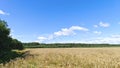 Alder branches lean over the road and the edge of an agricultural field of ripe rye that spreads widely across the plain. A mixed Royalty Free Stock Photo