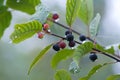 Alder buckthorn