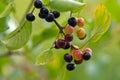 Alder buckthorn