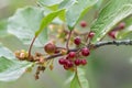 Alder buckthorn, Rhamnus frangula twig with berries