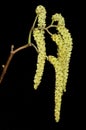 Alder Catkins