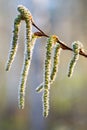 Alder catkins