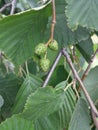 Alder catkins on green leaves background