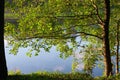 Alder on coast of lake