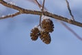 Alder cones