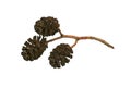 Alder cones