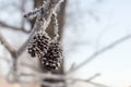 Alder cones, close-up, winter