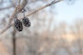 Alder cones, close-up, winter