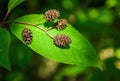 Alder cones