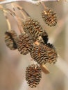 Alder cones