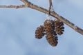 Alder cones