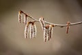 Alder earring on spring tree branch Royalty Free Stock Photo