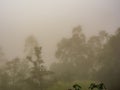 Alder and eucalyptus trees on a hill half hidden by a dense morning fog Royalty Free Stock Photo