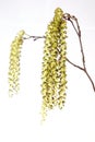 Alder flowers