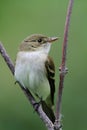 Alder Flycatcher Royalty Free Stock Photo
