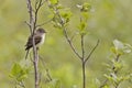 Alder Flycatcher, Empidonax alnorum, in bush Royalty Free Stock Photo