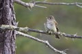 Alder Flycatcher, Empidonax alnorum, perched on branch Royalty Free Stock Photo