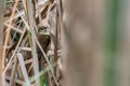 Alder Flycatcher in grassland Royalty Free Stock Photo