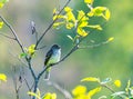 Alder flycatcher portrait Royalty Free Stock Photo